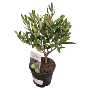 OLEA EUROPAEA