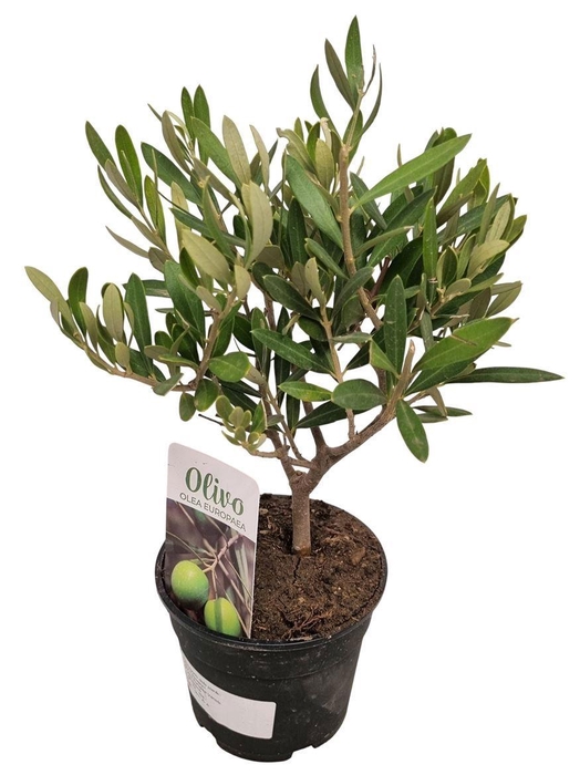 <h4>OLEA EUROPAEA</h4>