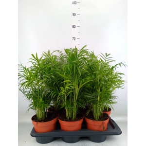 Chamaedorea elegans