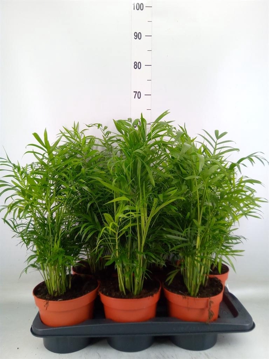 <h4>Chamaedorea elegans</h4>