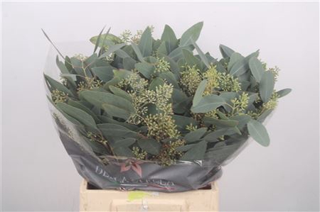 <h4>Euc Populus Berry Short Per Bunch 150 Gram</h4>