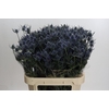 Eryngium Blue Dynamite