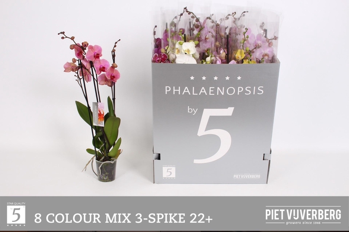 <h4>PHAL GEM 8 KL</h4>