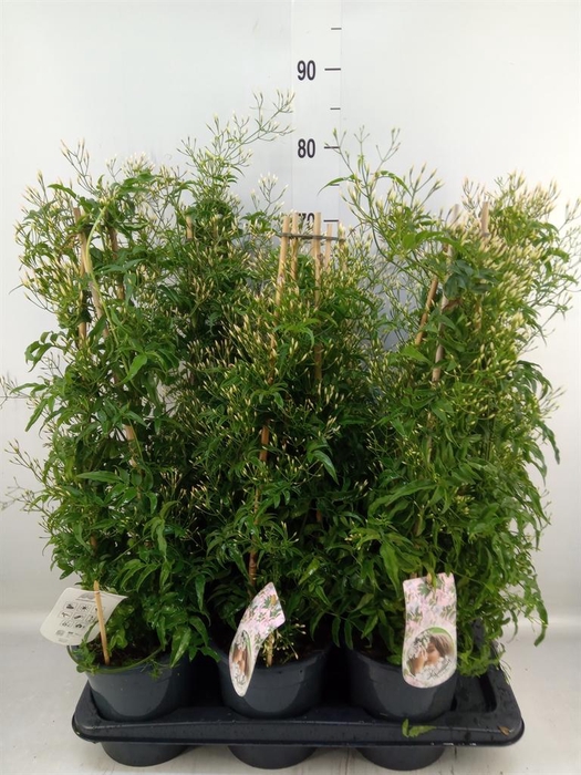 <h4>Jasminum polyanthum</h4>