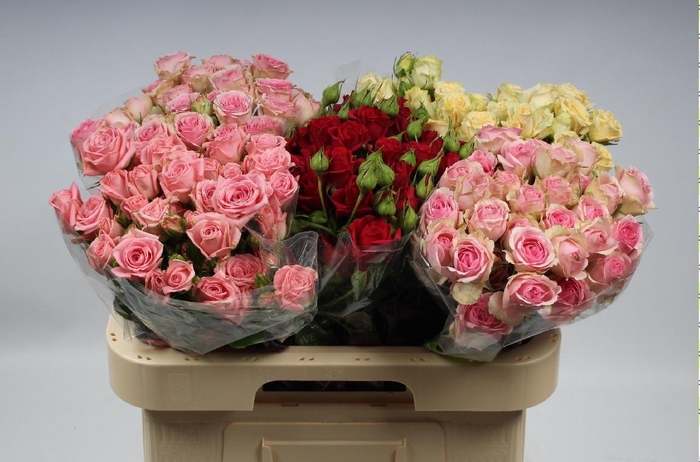 <h4>R TR GEM IN FUST</h4>