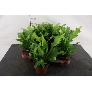 Asplenium 12 Cm. P. Campio