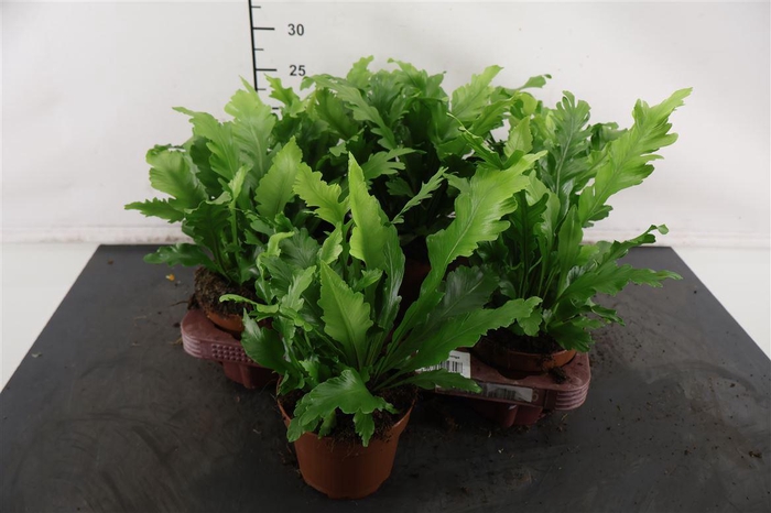 <h4>Asplenium 12 Cm. P. Campio</h4>