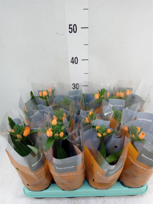 <h4>Ornithogalum dubium</h4>