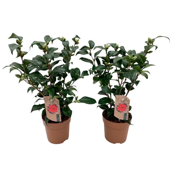 <h4>Camellia japonica Mary Williams 10-15 knop</h4>