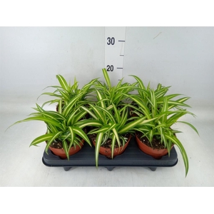 Chlorophytum com. 'Variegatum'