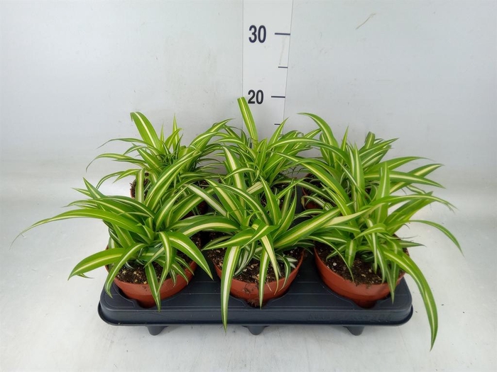 <h4>Chlorophytum com. 'Variegatum'</h4>