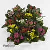 .Kalanchoe blossfeldiana enkel mixed