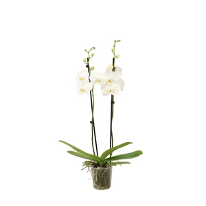 Phal Ghost Town 2T16+