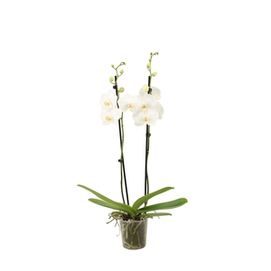 Phal Ghost Town 2T16+