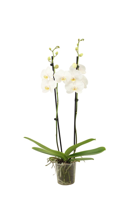 <h4>Phal Ghost Town 2T16+</h4>