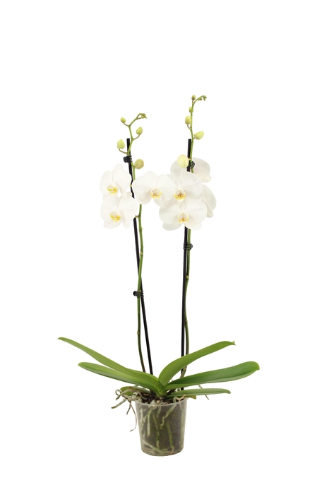 <h4>Phal Ghost Town 2T16+</h4>