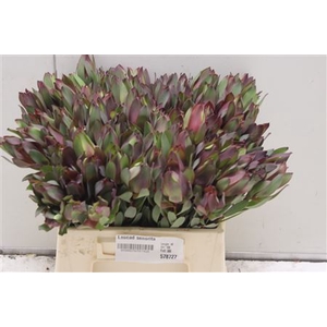 Leucad Senorita