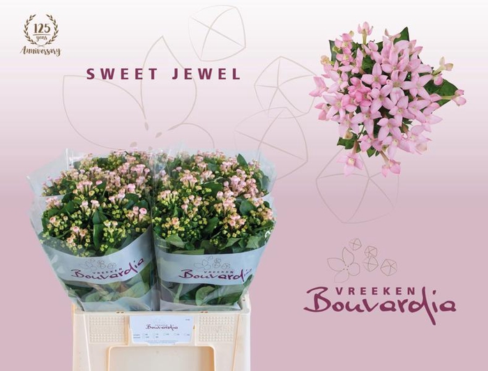 <h4>Bouvardia Sweet Jewel Vreeken</h4>