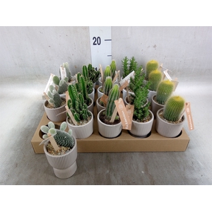 Cactus   ...