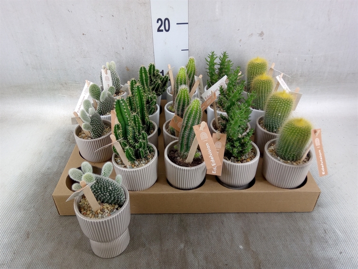 <h4>Cactus   ...</h4>
