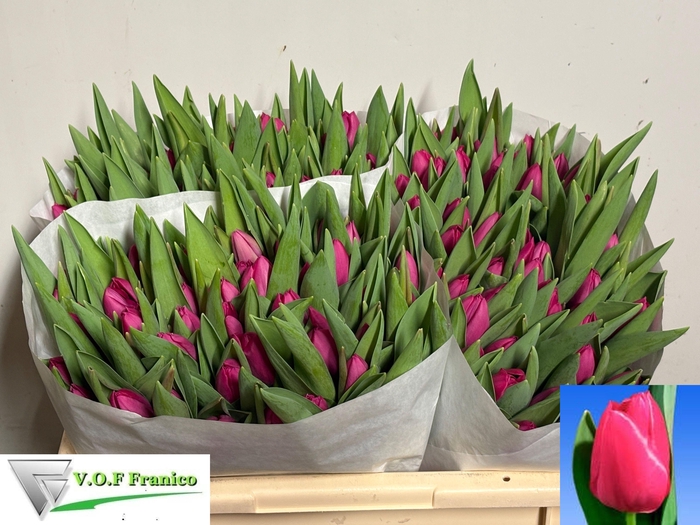 <h4>TU EN PINK ARDOUR</h4>