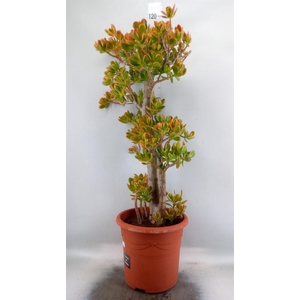 Crassula ovata 'Sunset'