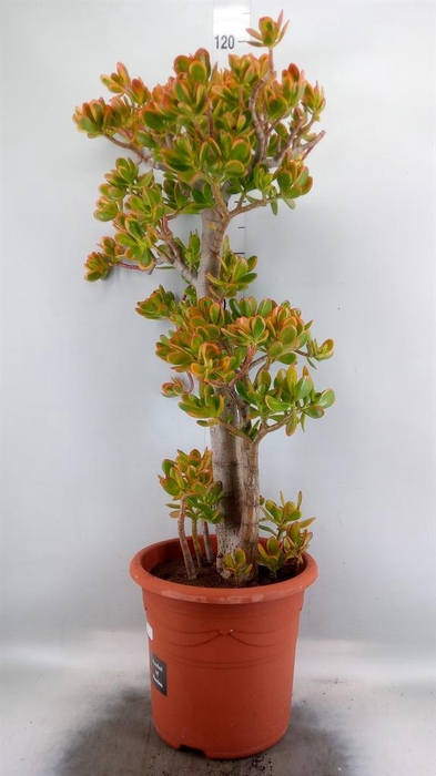 <h4>Crassula ovata 'Sunset'</h4>