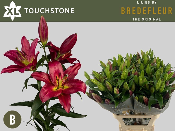 <h4>LI OT TOUCHSTONE 4+</h4>