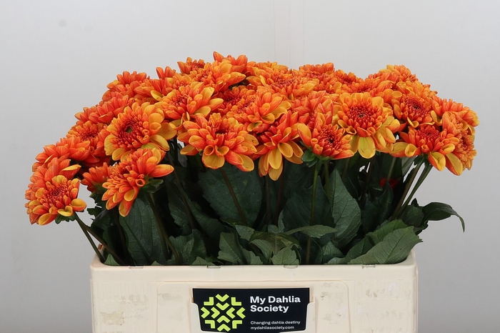 <h4>Dahlia American Sunset</h4>