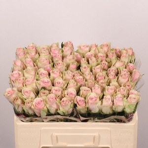 Rosa large pink athena