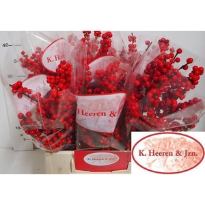 Ilex verticillata L 45