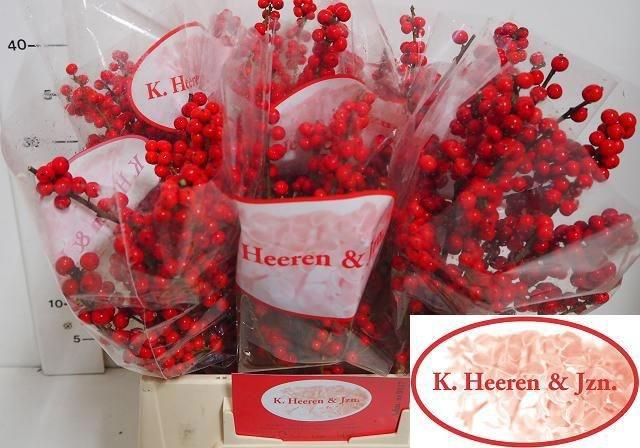 <h4>Ilex verticillata L 45</h4>