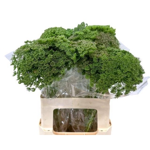 AMMI VISN GREEN MIST
