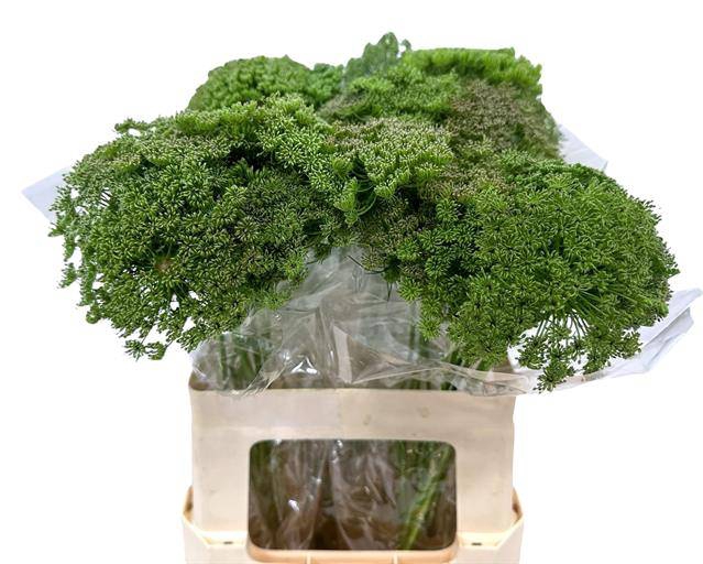 <h4>AMMI VISN GREEN MIST</h4>