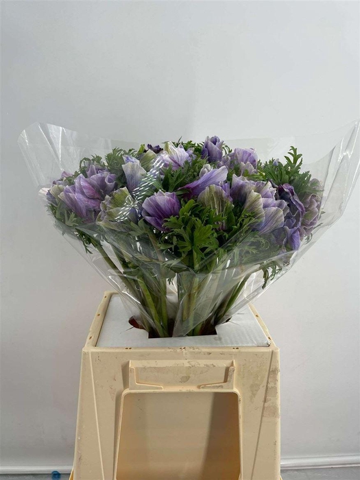 <h4>ANEM SUP LIGHT BLUE</h4>