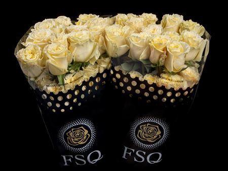 <h4>R Gr Cream Enigma</h4>