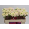 Ranunculus Romance Morvan