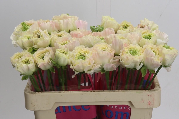 Ranunculus Romance Morvan