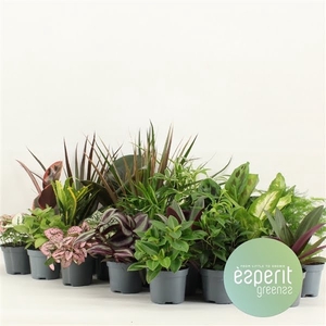 Groenmix Greenss 20-24 srt