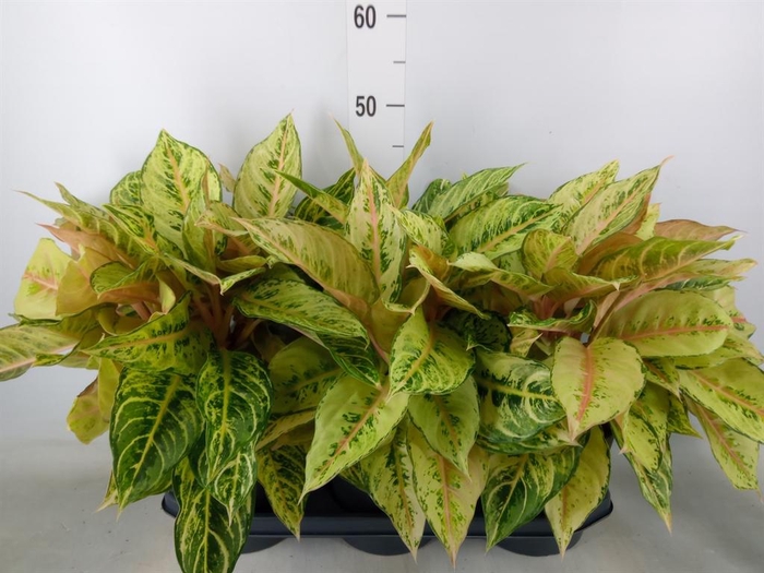 <h4>Aglaonema   ...</h4>