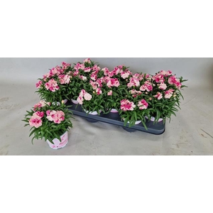 Dianthus Sprint Pink & Proud 10Ø 24cm