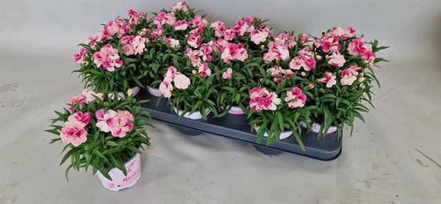 Dianthus Sprint Pink & Proud 10Ø 24cm