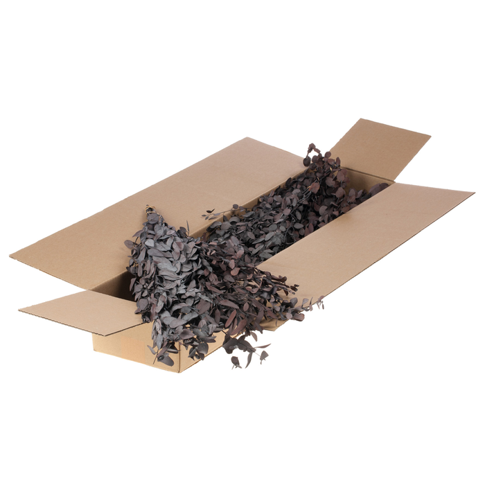 <h4>Eucalyptus Gunni Preserved A Sb Light Brown</h4>