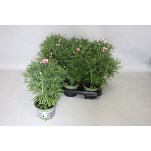 Argyranthemum Molimba M Pink