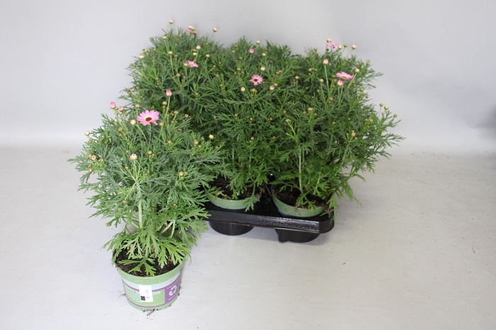 <h4>Argyranthemum Molimba M Pink</h4>
