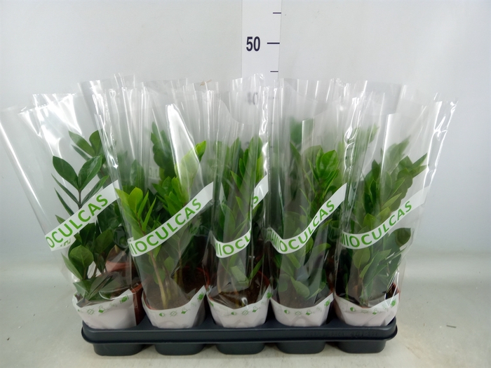 <h4>Zamioculcas zamiifolia</h4>