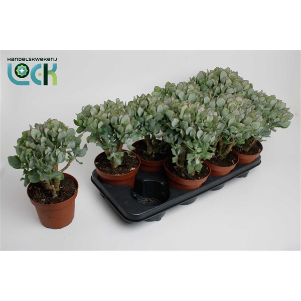 <h4>Crassula arborescens undilatifolia</h4>