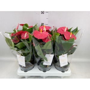 Anthurium andr. 'Esudo'