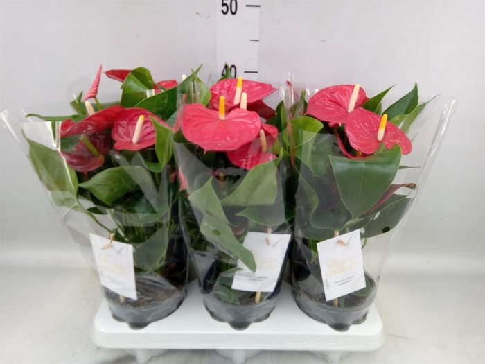 <h4>Anthurium andr. 'Esudo'</h4>