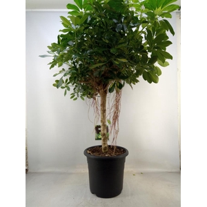 Schefflera arbor. 'Gold Capella'